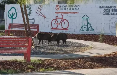 Pecaríes son capturados y liberados por Protección Civil en Salinas Victoria