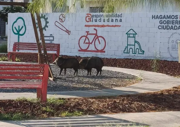 Pecaríes son capturados y liberados por Protección Civil en Salinas Victoria