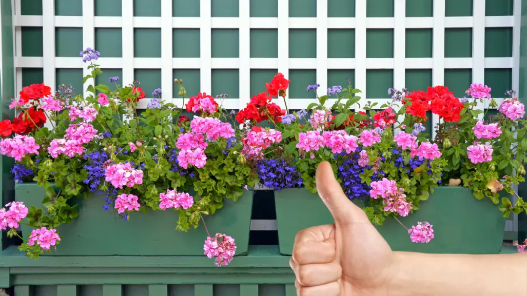Saca estas 7 plantas de la decoración de tu hogar, el feng shui te da las razones