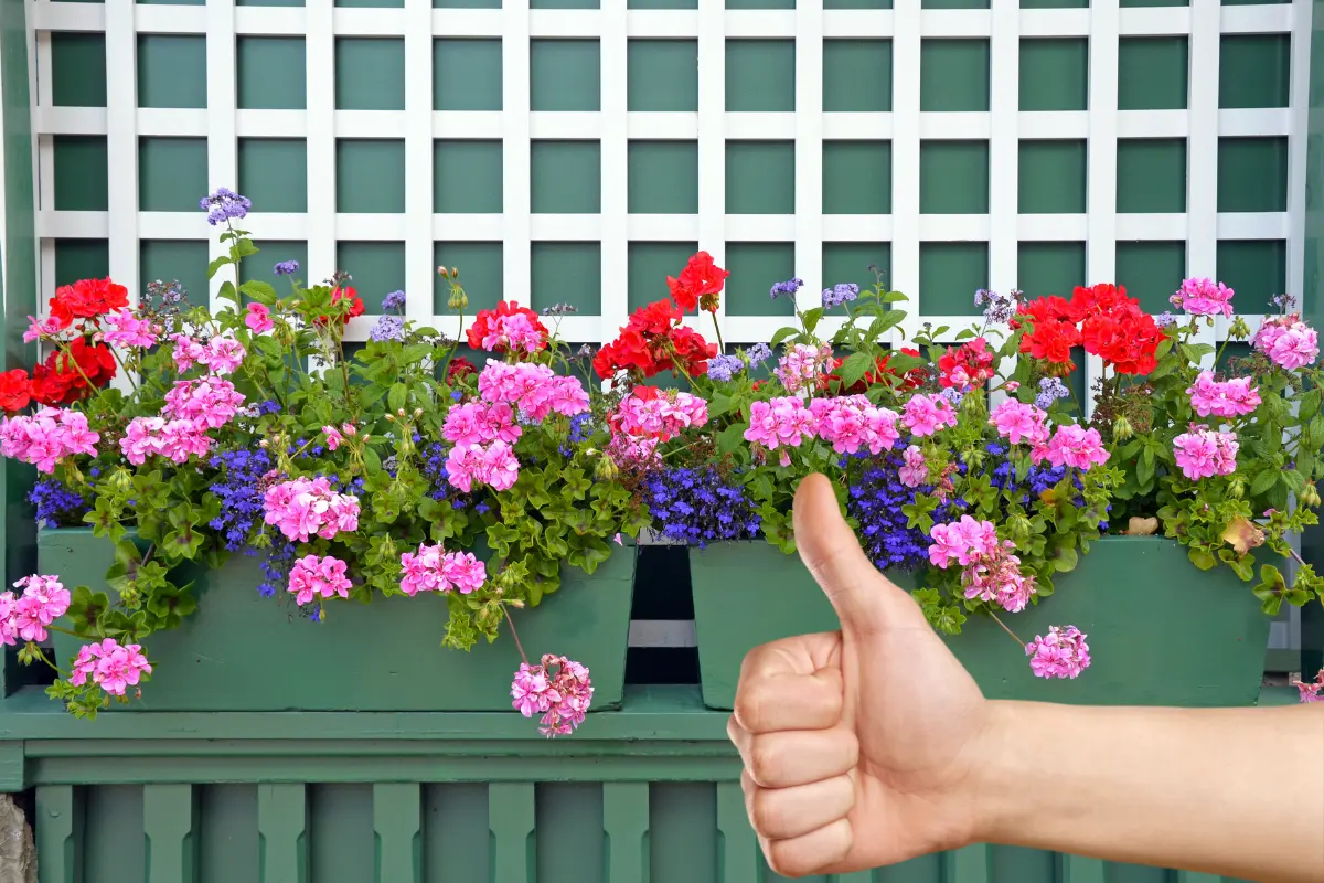 Hay plantas, que según el feng shui, no deben estar al interior de tu hogar porque absorben la energía positiva. Foto: Canva