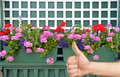 Saca estas 7 plantas de la decoración de tu hogar, el feng shui te da las razones