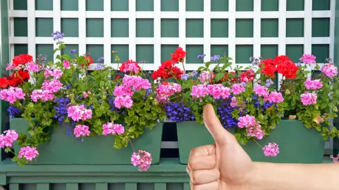 Saca estas 7 plantas de la decoración de tu hogar, el feng shui te da las razones