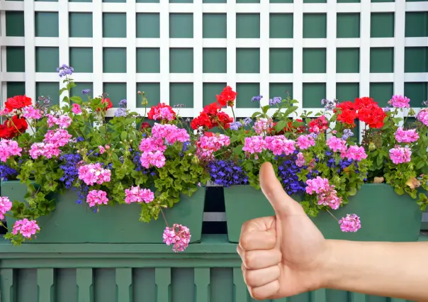 Saca estas 7 plantas de la decoración de tu hogar, el feng shui te da las razones