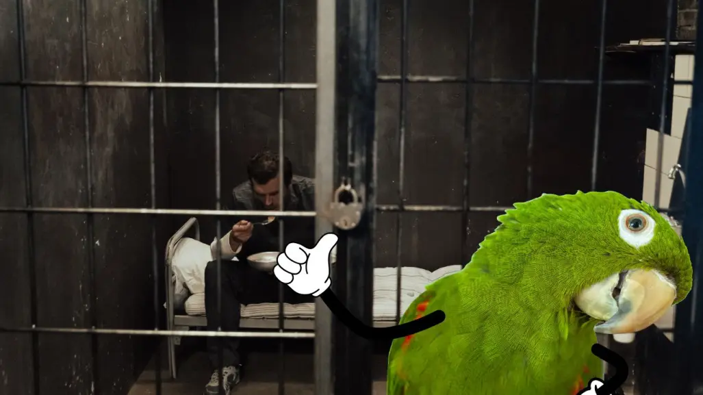 Tener loros en casa en Yucatán podría llevarte a prisión, ¿cuánto es la multa?