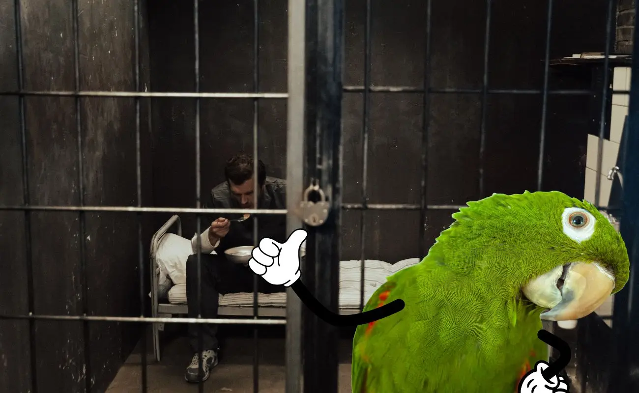¿Es ilegal tener un loro o perico en Yucatán? Foto: Canva