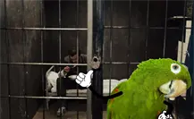 Tener loros en casa en Yucatán podría llevarte a prisión, ¿cuánto es la multa?