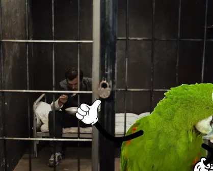 Tener loros en casa en Yucatán podría llevarte a prisión, ¿cuánto es la multa?