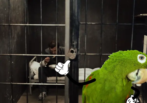Tener loros en casa en Yucatán podría llevarte a prisión, ¿cuánto es la multa?