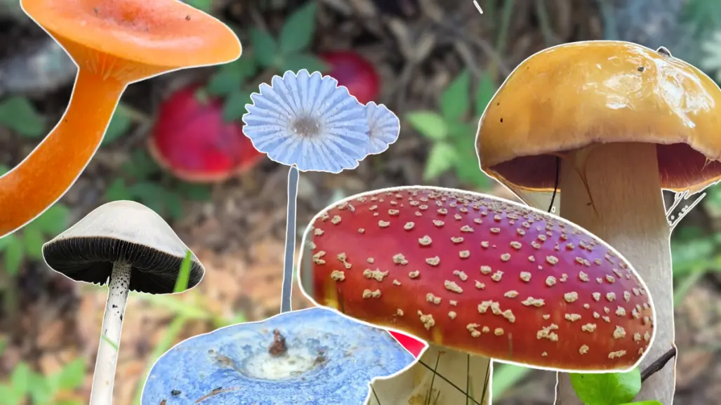 5 hongos sorprendentes que puedes encontrar en la Sierra La Laguna