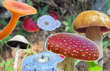 5 hongos sorprendentes que puedes encontrar en la Sierra La Laguna