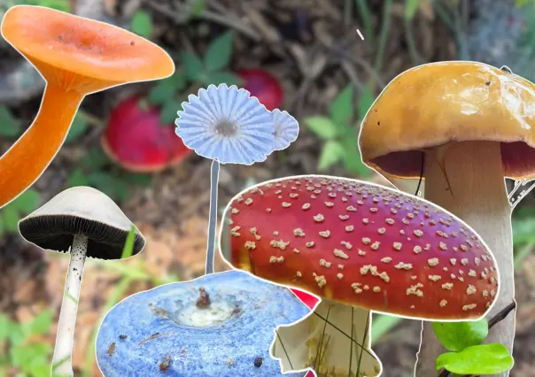 5 hongos sorprendentes que puedes encontrar en la Sierra La Laguna