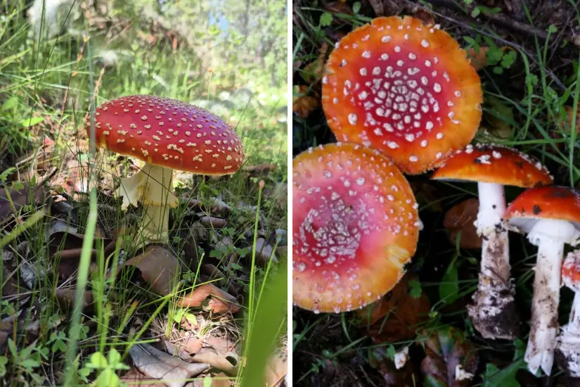 Amanita muscaria. Foto: Senderismo con Propósito / Facebook | David Greenberger / ÍNaturalistMx.com