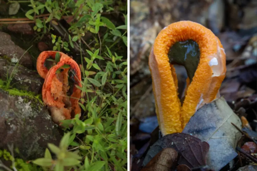 Clathrus columnatus. Foto: Alejandro Vargas / ÍNaturalistMx.com | Eduardo Fernández Reza / ÍNaturalistMx.com