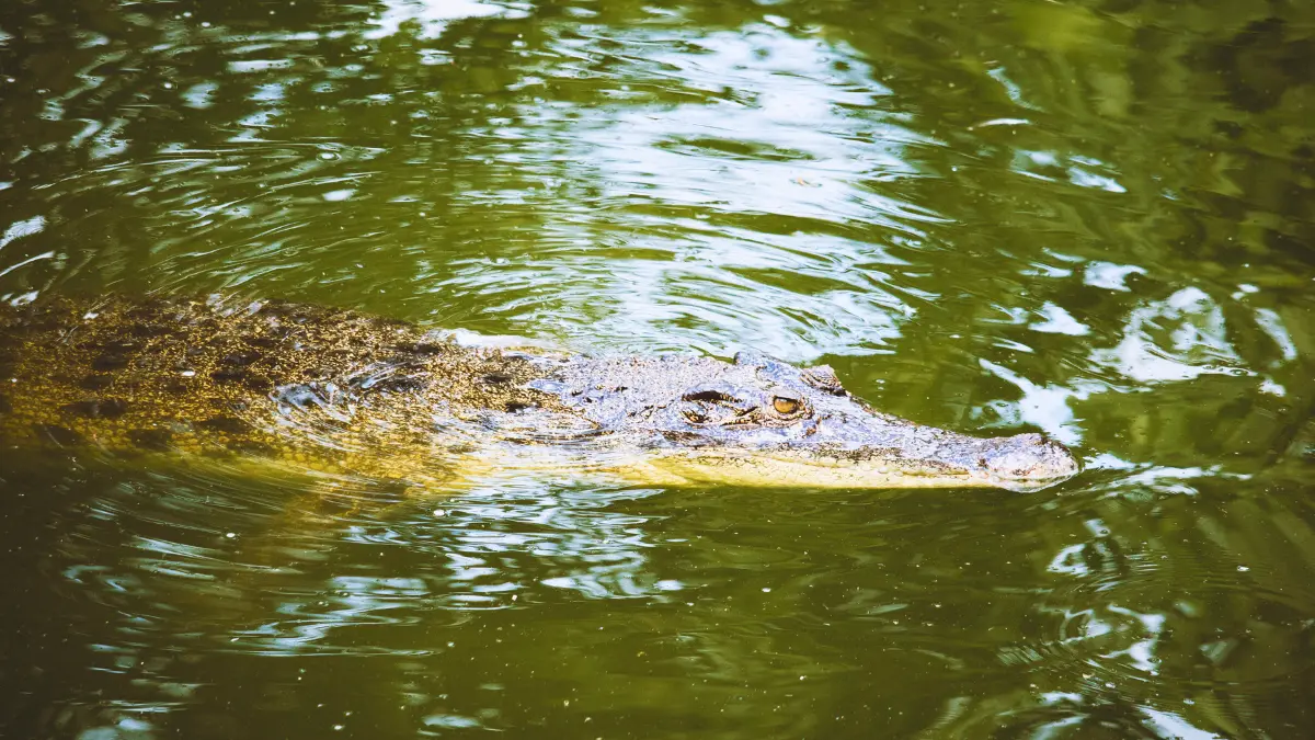 En Yucatán, habitan dos de las tres especies de cocodrilos en México Foto: Canva