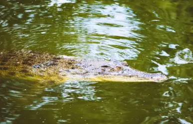 Avistan cocodrilo en la costa de Dzidzantún; autoridades piden extremar precauciones