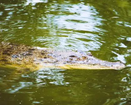 Avistan cocodrilo en la costa de Dzidzantún; autoridades piden extremar precauciones