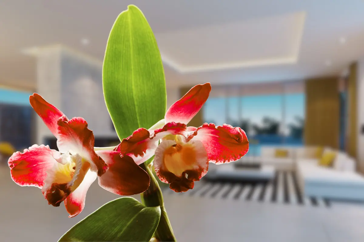 La nueva planta roja transforma los espacios del hogar, fusionando naturaleza y estilo a un precio accesible. Foto: Canva