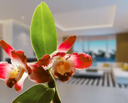 Descubre la planta roja perfecta para darle vida y estilo a tu casa