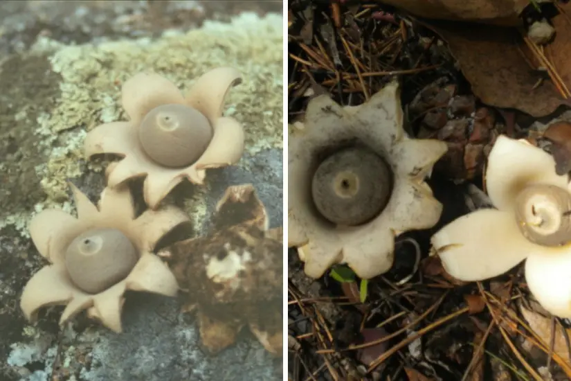 ?Geastrum saccatum. Foto: Jose Luis Leon de la Luz / ÍNaturalistMx.com | Andrea Navarro / ÍNaturalistMx.com