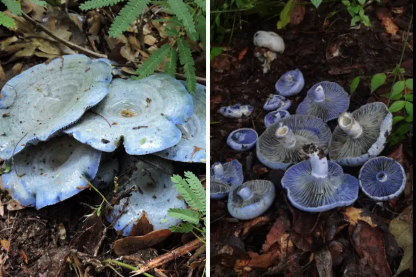 Lactarius indigo. Foto: Osiel Flores / ÍNaturalistMx.com | Jeff / ÍNaturalistMx.com