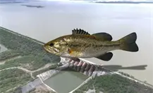 Nuevo León repoblará presas con lobina negra para impulsar la pesca deportiva y el turismo