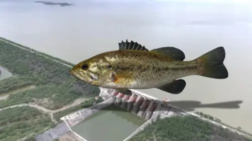 Nuevo León repoblará presas con lobina negra para impulsar la pesca deportiva y el turismo