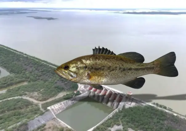Nuevo León repoblará presas con lobina negra para impulsar la pesca deportiva y el turismo