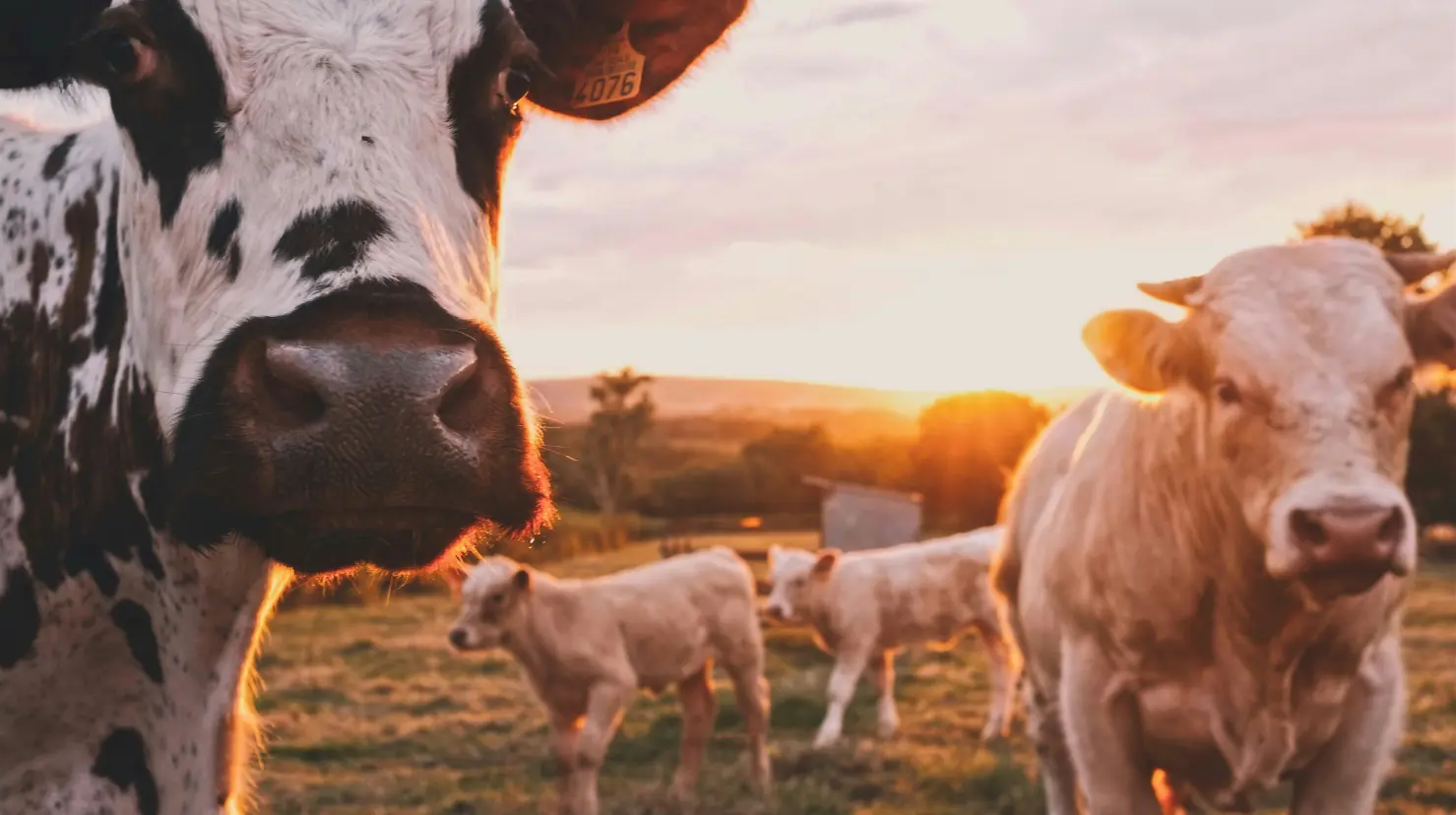 ¿El gusano barrenador pone en peligro de muerte a los portadores?. Foto: Unsplash