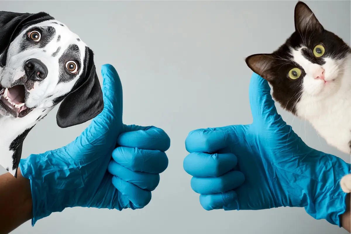 Durante esta jornada, se ofrecerán vacunas y esterilizaciones a bajo costo, así como servicios gratuitos./Foto: Canva