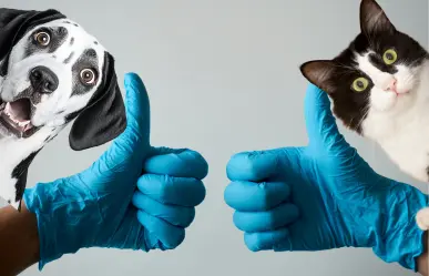 Saltillo: Invita UAAAN a esterilizar a tu mascota, conoce las fechas y costos