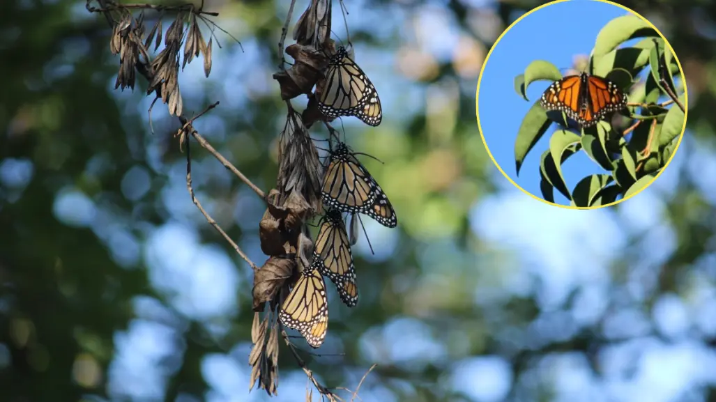 Saltillo recibe a mariposa monarca con jardines polinizadores, ¿qué son?