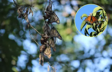 Saltillo recibe a mariposa monarca con jardines polinizadores, ¿qué son?