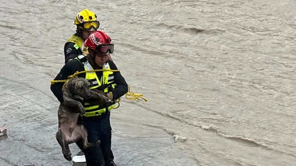 Lluvias en Nuevo León: Rescatan a perrito en el arroyo El Obispo en Santa Catarina