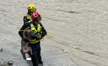 Lluvias en Nuevo León: Rescatan a perrito en el arroyo El Obispo en Santa Catarina