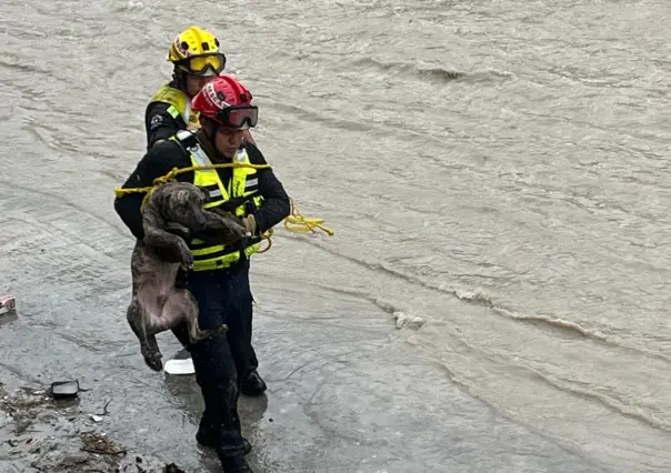 Lluvias en Nuevo León: Rescatan a perrito en el arroyo El Obispo en Santa Catarina