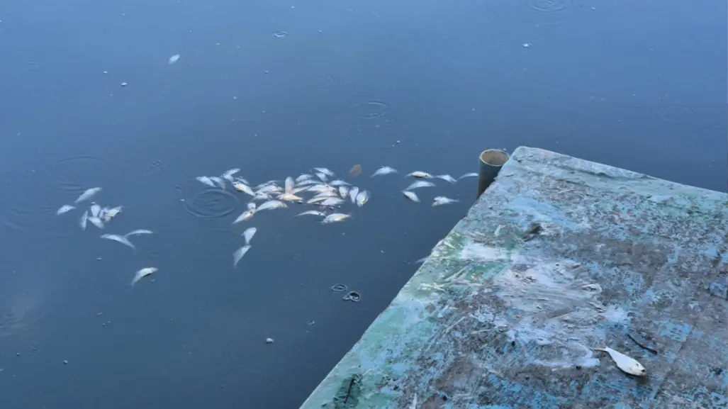 Aparecen miles de peces muertos en la Laguna de las Ilusiones, en Villahermosa