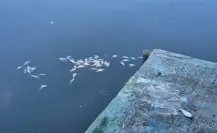 Aparecen miles de peces muertos en la Laguna de las Ilusiones, en Villahermosa