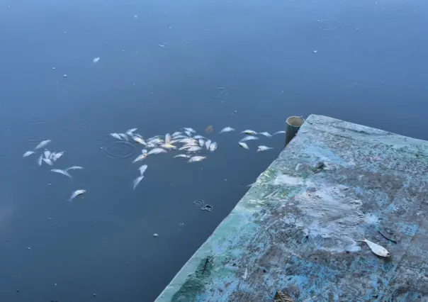 Aparecen miles de peces muertos en la Laguna de las Ilusiones, en Villahermosa