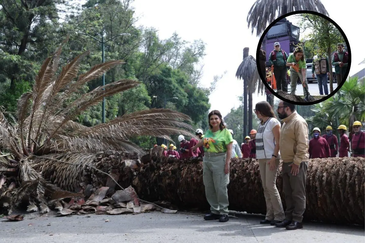 El programa de atención integral a palmeras, encabezado por la Jefa de Gobierno Clara Brugada Foto: Gobierno CDMX | Canva