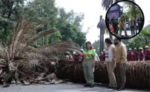 Clara Brugada inicia plan para sustituir 1,500 palmeras CDMX con árboles que den vida
