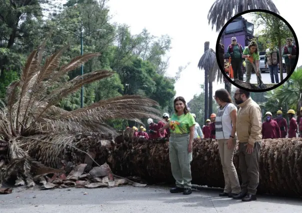 Clara Brugada inicia plan para sustituir 1,500 palmeras CDMX con árboles que den vida