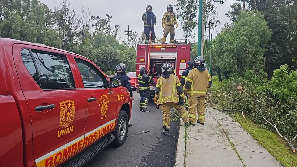 FOTOS | Árbol se desploma en Insurgentes Sur y provoca caos vial