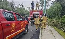 FOTOS | Árbol se desploma en Insurgentes Sur y provoca caos vial FOTOS | Árbol se desploma en Insurgentes Sur y provoca caos vial
