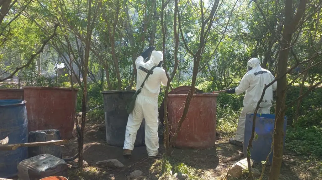 Aseguran más de 6 mil millones de pesos en droga en Durango; esto se sabe