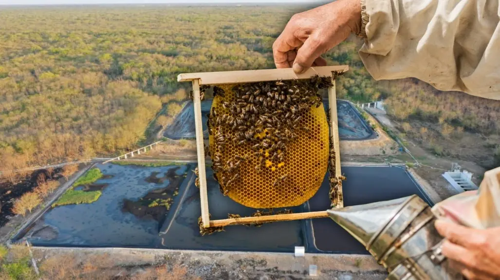 Granjas porcícolas atentan contra la salud y el hábitat de las abejas en Yucatán