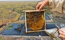 Granjas porcícolas atentan contra la salud y el hábitat de las abejas en Yucatán