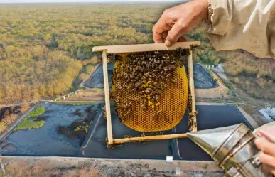 Granjas porcícolas atentan contra la salud y el hábitat de las abejas en Yucatán