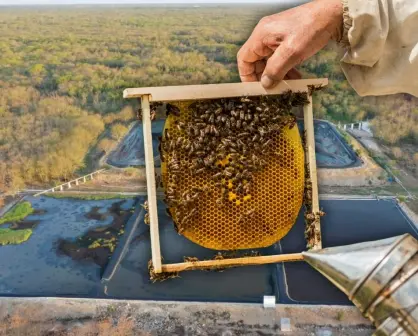 Granjas porcícolas atentan contra la salud y el hábitat de las abejas en Yucatán