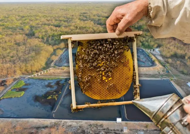 Granjas porcícolas atentan contra la salud y el hábitat de las abejas en Yucatán