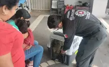 Grupo Jaguares de Protección Civil de Santa Catarina salva a un perro en el arroyo El Obispo